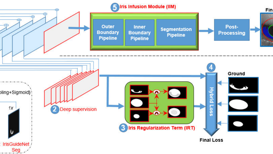 Iris-GuideNet: Guided Localisation and Segmentation Network for Unconstrained Iris Biometrics