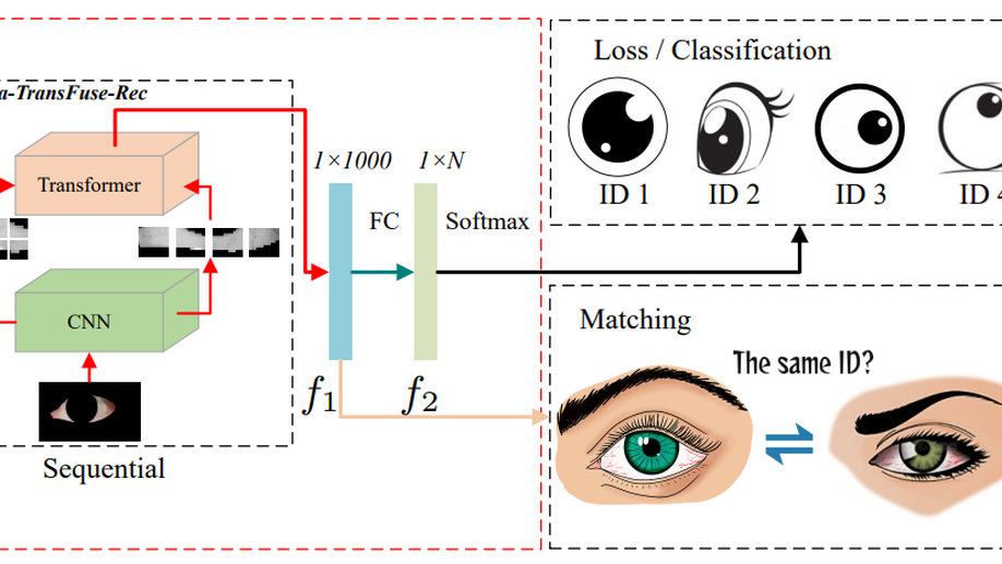 Sclera-TransFuse: Fusing Vision Transformer and CNN for Accurate Sclera Segmentation and Recognition